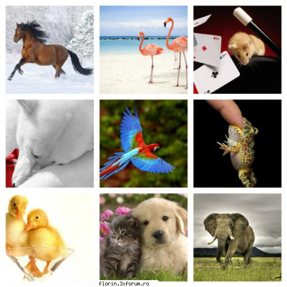 160 stunning animals wallpapers [1920 1200]