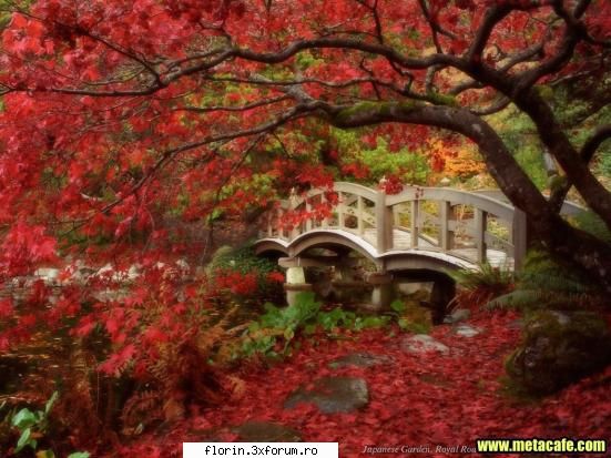 Beautifull Wallpapers - florinflorin - Wallpapers