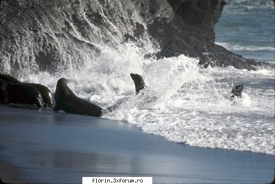 Coasts... - florinflorin - Travel & Geographic