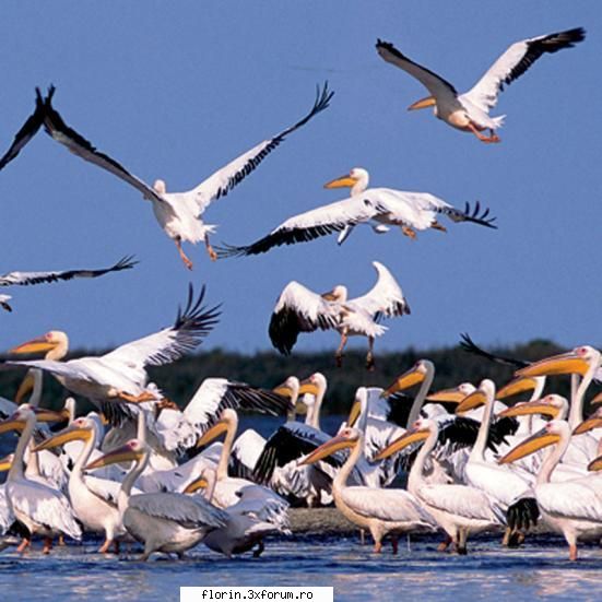 Delta Dunari - Un tinut exotic cu peste 1200 de specii de copaci - Travel & Geographic