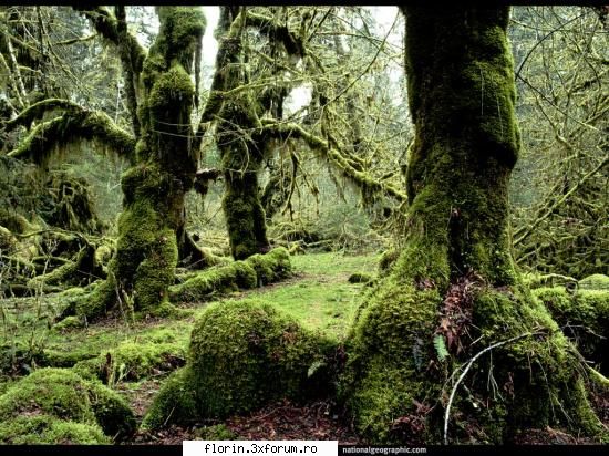 NationalGeographicWallpapers - florinflorin - Wallpapers