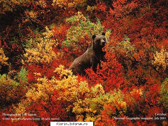 NationalGeographicWallpapers - florinflorin - Wallpapers