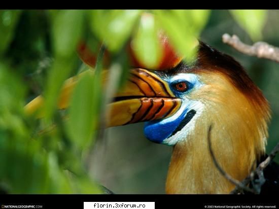 NationalGeographicWallpapers - Sulawesi, Indonesia - Wallpapers