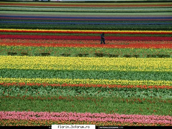 NationalGeographicWallpapers - Lisse, Netherlands - Wallpapers