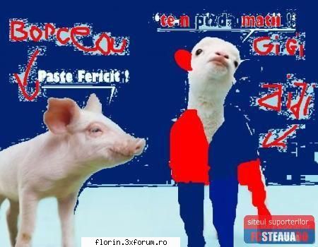Poze steaua - florinflorin - Sport