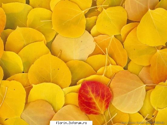 Very nice wallpapers 1 - florinflorin - Wallpapers