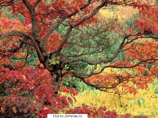 Very nice wallpapers 1 - florinflorin - Wallpapers