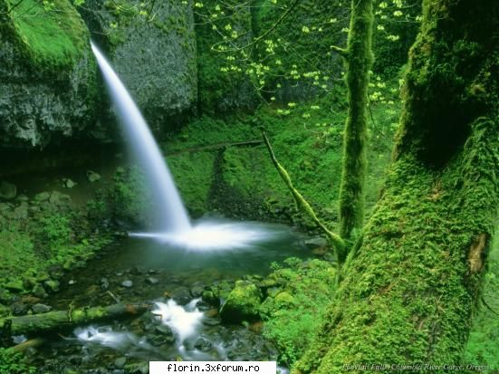Very nice wallpapers 1 - florinflorin - Wallpapers