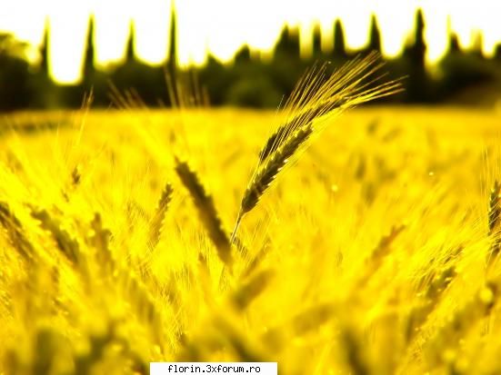 Vista_Wallpapers - florinflorin - Wallpapers