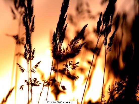 Vista_Wallpapers - florinflorin - Wallpapers