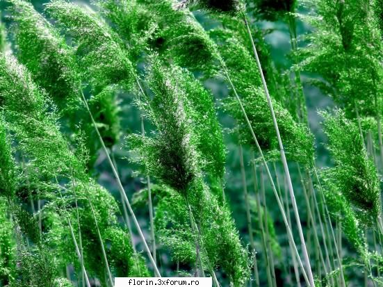 Vista_Wallpapers - florinflorin - Wallpapers
