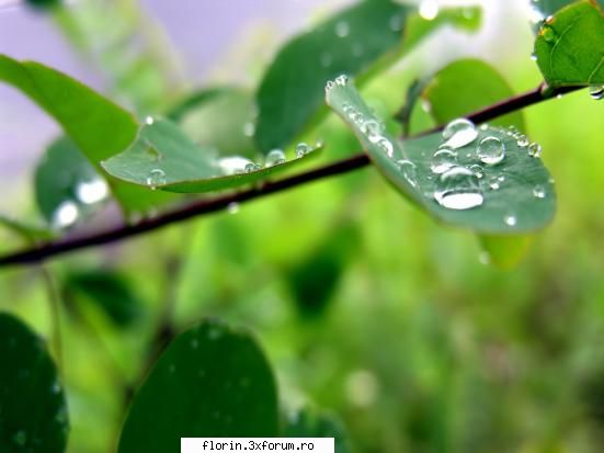 Vista_Wallpapers - florinflorin - Wallpapers