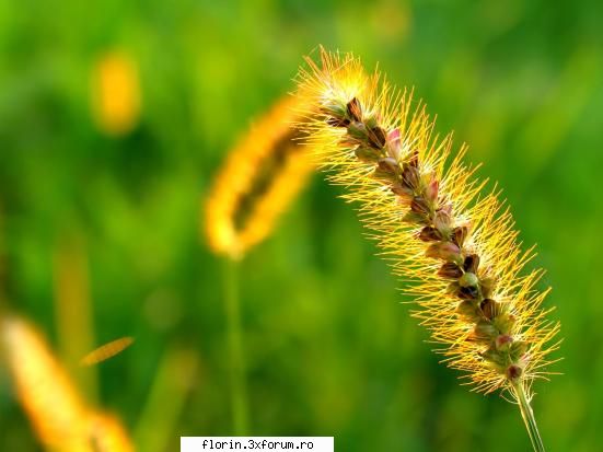 Vista_Wallpapers - florinflorin - Wallpapers