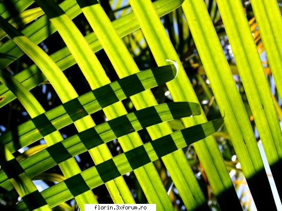 Vista_Wallpapers - florinflorin - Wallpapers