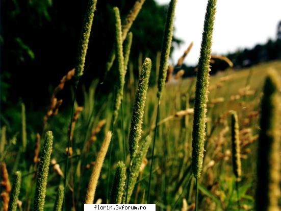 Vista_Wallpapers - florinflorin - Wallpapers