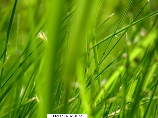 Vista_Wallpapers - florinflorin - Wallpapers