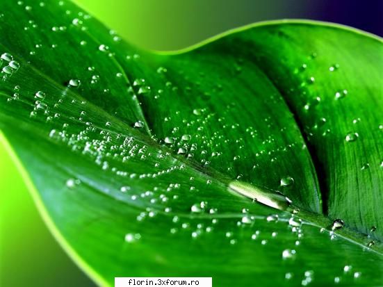 Vista_Wallpapers - florinflorin - Wallpapers