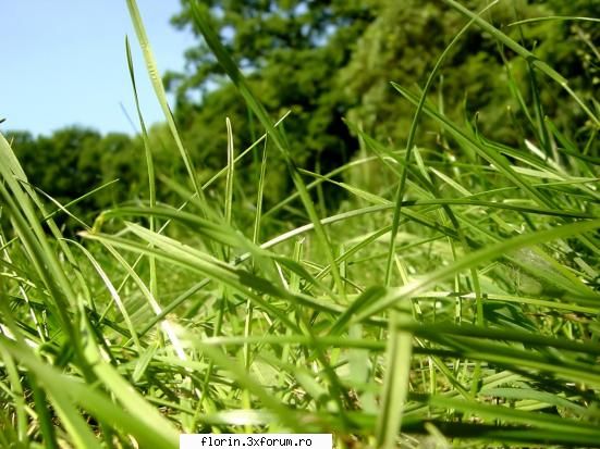 Vista_Wallpapers - florinflorin - Wallpapers