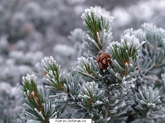 new year chritsmax - florinflorin - Wallpapers