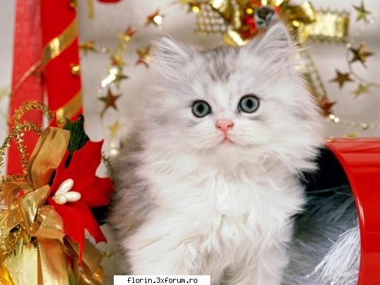 new year chritsmax - florinflorin - Wallpapers