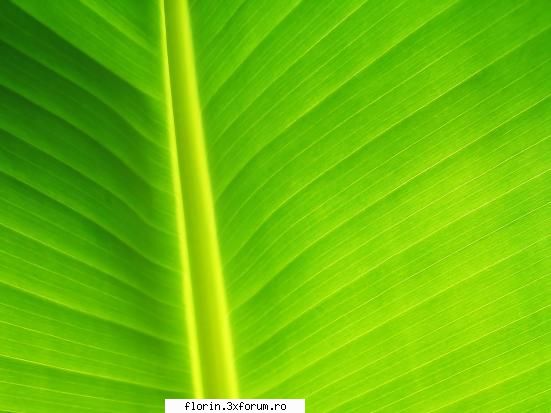 super peisaje - florinflorin - Wallpapers