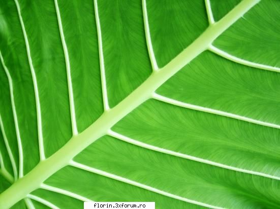 super peisaje - florinflorin - Wallpapers