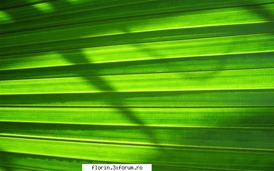 super peisaje - florinflorin - Wallpapers