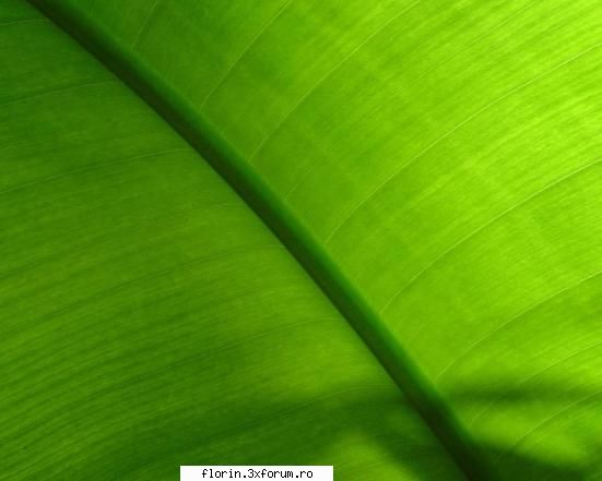 super peisaje - florinflorin - Wallpapers