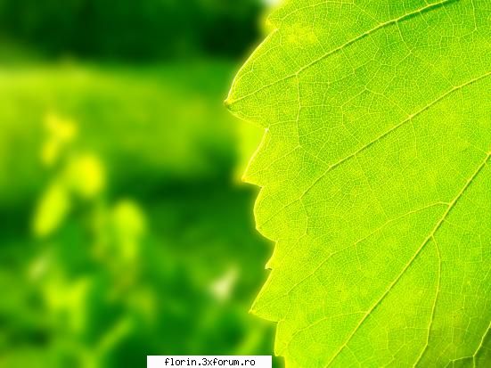 super peisaje - florinflorin - Wallpapers