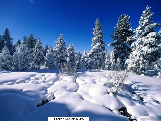 winter - florinflorin - Wallpapers
