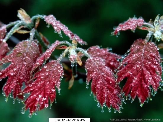 winter - florinflorin - Wallpapers