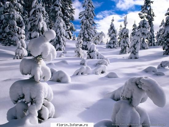 winter - florinflorin - Wallpapers