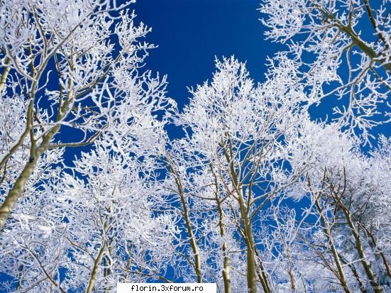winter - florinflorin - Wallpapers