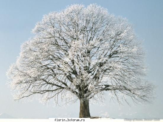 winter - florinflorin - Wallpapers