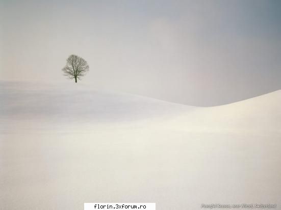 winter - florinflorin - Wallpapers